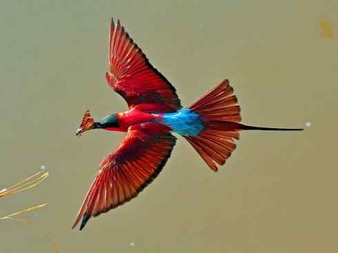 极品红色鸟类：红蜂虎