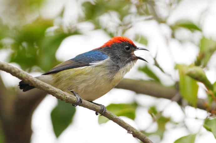 朱背情缘 朱背情缘