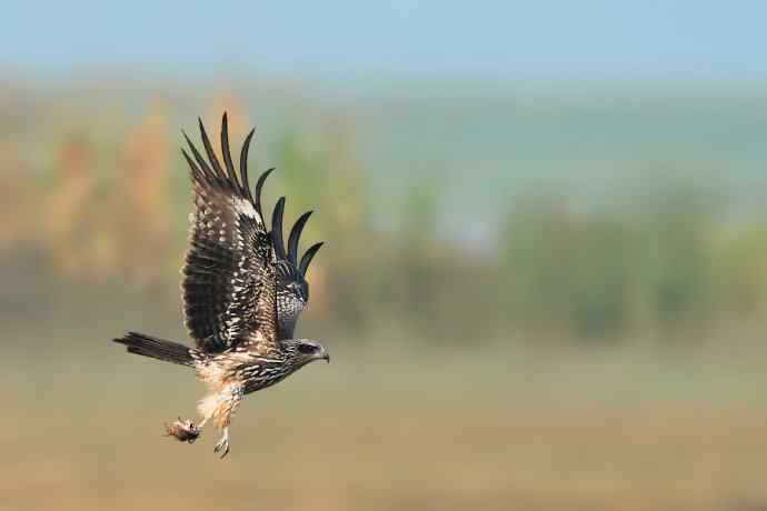 野鸭湖新宠黑耳鸢（自然摄影）
