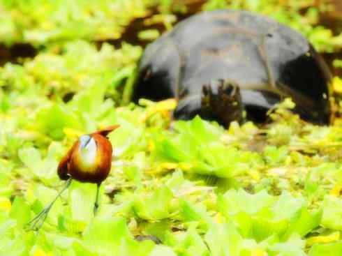 奇特的盔：非洲雉鸻