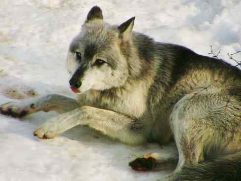 犬科：犬亚科犬属之灰狼