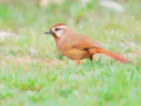 家禽驯化之源之十六