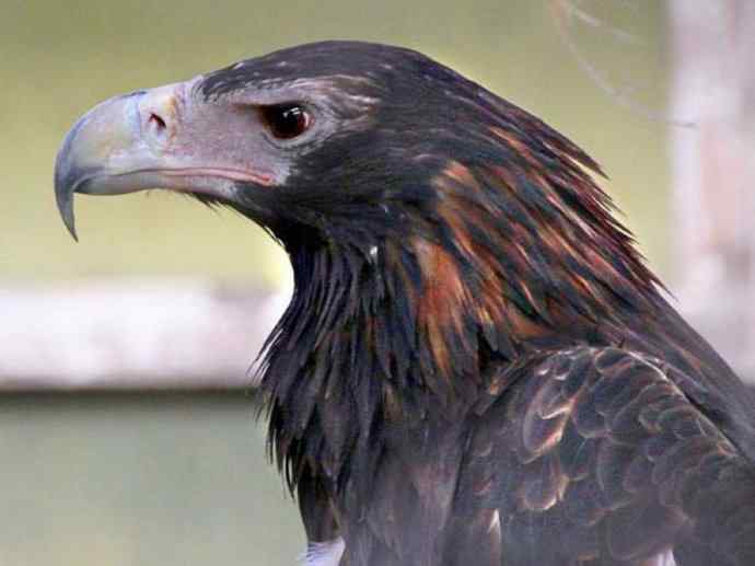 犬科：狐亚科灰狐属之灰狐、岛屿灰狐