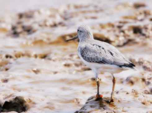 猎奇：奇特的鸟喙之五(重发之翘嘴鹬)