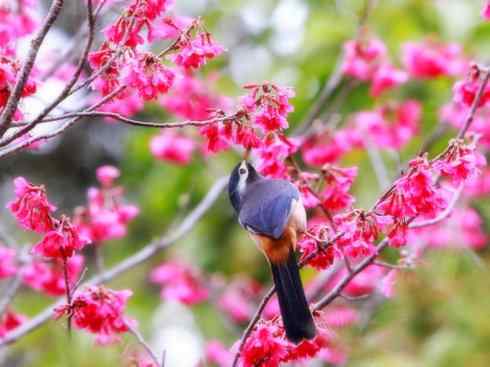 美丽无罪：雀鸟之绿鹛