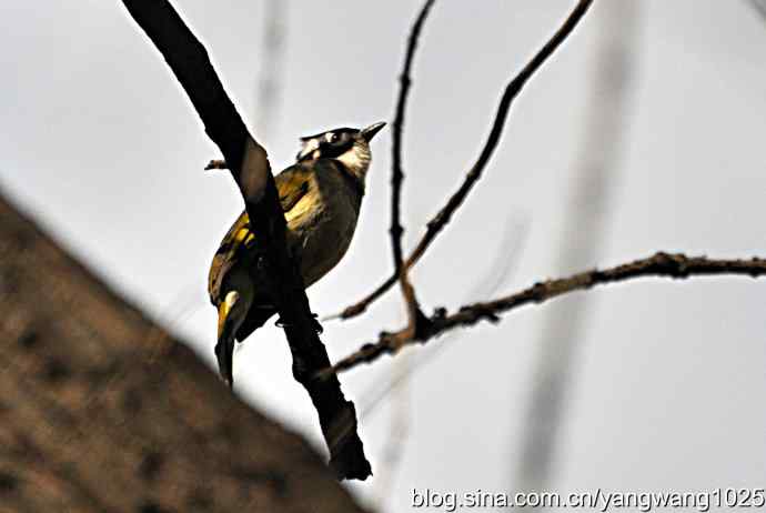 5~6级风中的白头鹎 5~6级风中的白头鹎