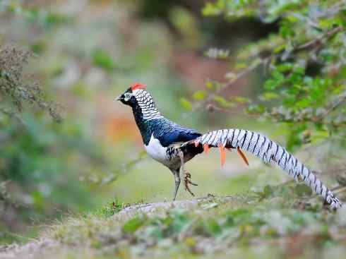 凤凰：传说中的鸟原型探秘（锦鸡）
