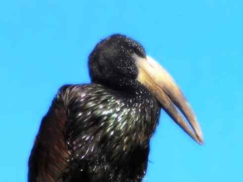 猎奇：奇特的鸟喙之六（鹳科之彩鹳、钳嘴鹳、黑鹳）