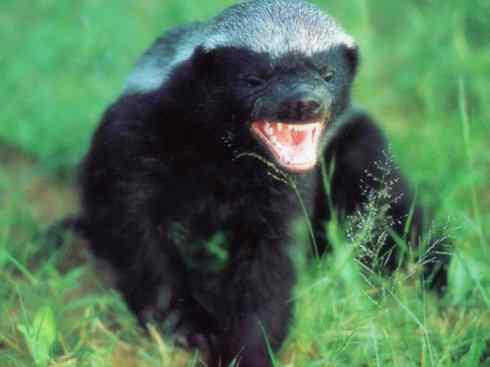 十大喜食蜂蜜动物：蜜獾