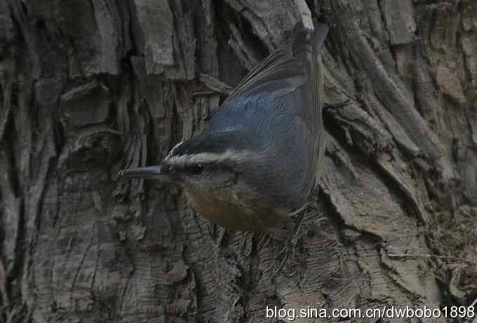 黄雀和植物园众小鸟 黄雀和植物园众小鸟