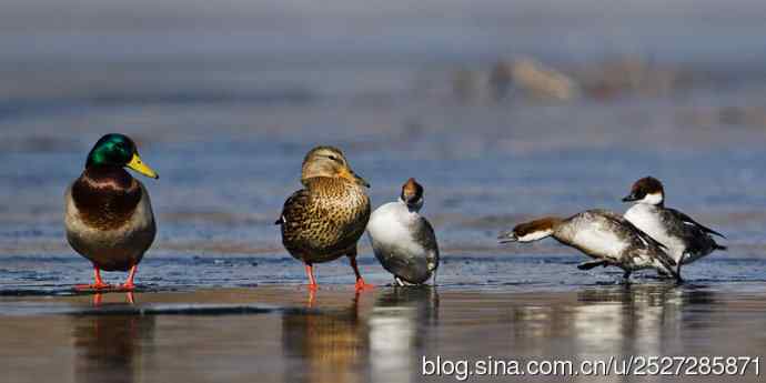 北京野鸟摄影——颐和园的几只水鸟