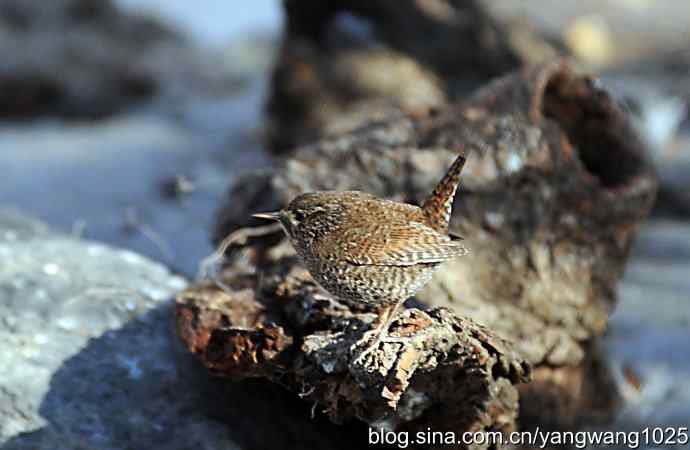 恋窝的鹪鹩 wbr1