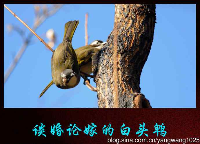 谈婚论嫁的白头鹎---北京月坛公园的鸟类