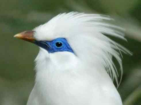 美丽无罪：雀鸟之欣赏