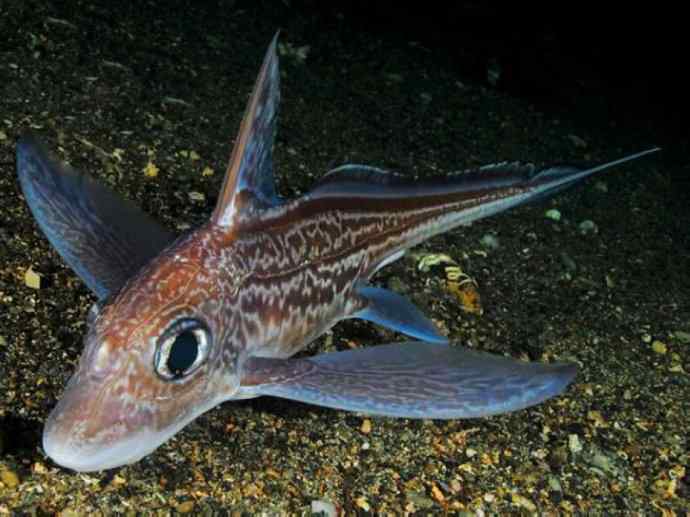 鱼类活化石：银鲛