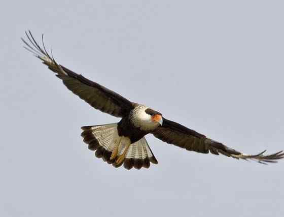 墨西哥的国鸟  凤头卡拉鹰 Polyborus plancus