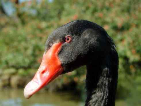 家禽驯化之源之十一