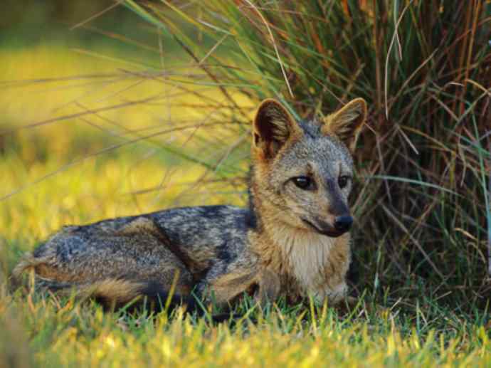 犬科：狐亚科食蟹狐属之食蟹狐