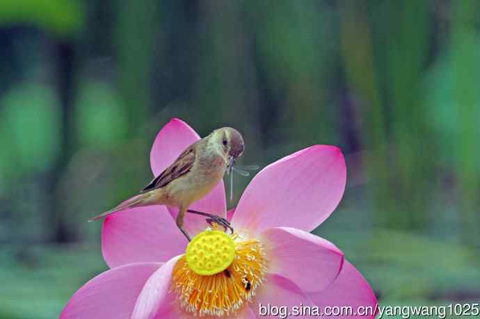 捕捉到豆娘的东方大苇莺