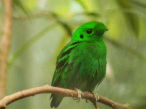 美丽无罪：雀鸟之阔嘴鸟