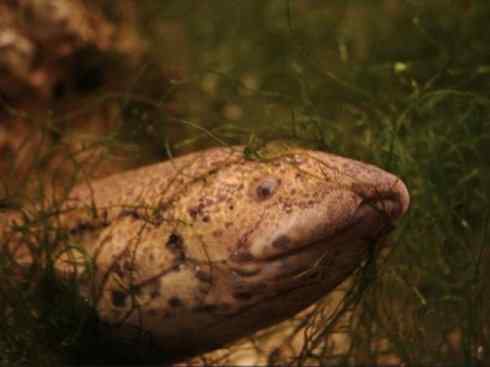 鱼类活化石：美洲肺鱼