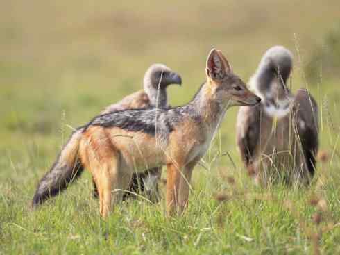 狈：传说的兽原型探秘（豺）