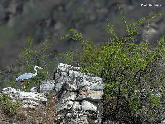 房山十渡(苍鹭水鹨白鹡鸰)