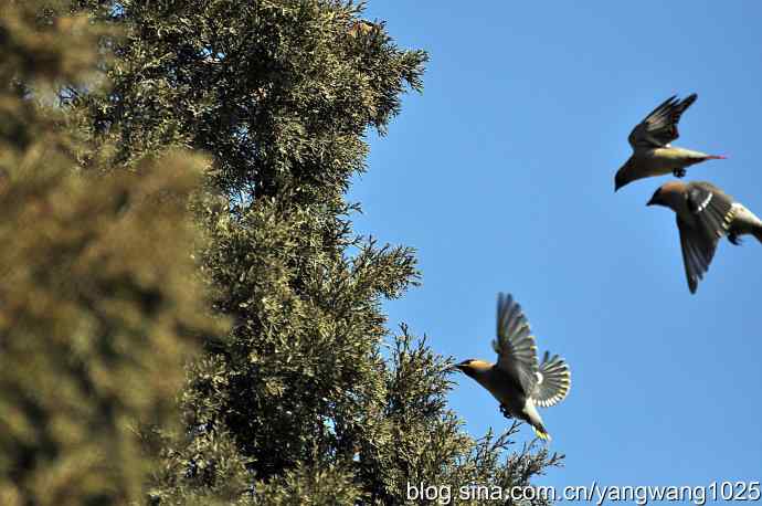 颐和园的收获（欢乐的太平鸟）2