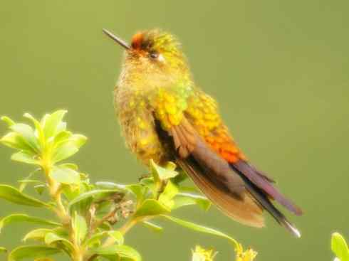 猎奇：奇特的鸟喙之九