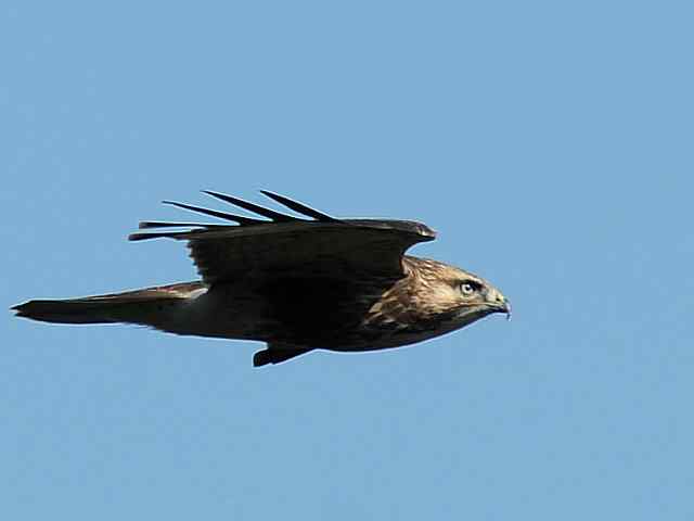 望京楼观赏猛禽迁徙