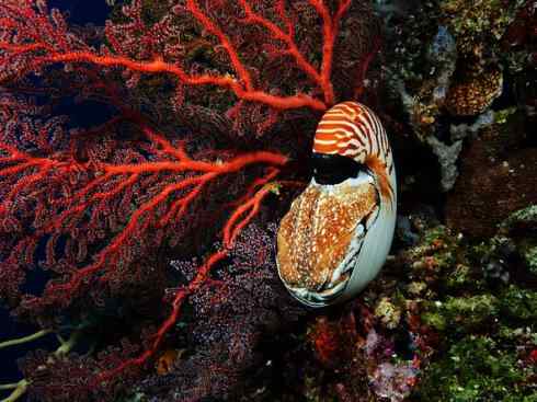 自然奇观：动物大迁徙(乌贼）