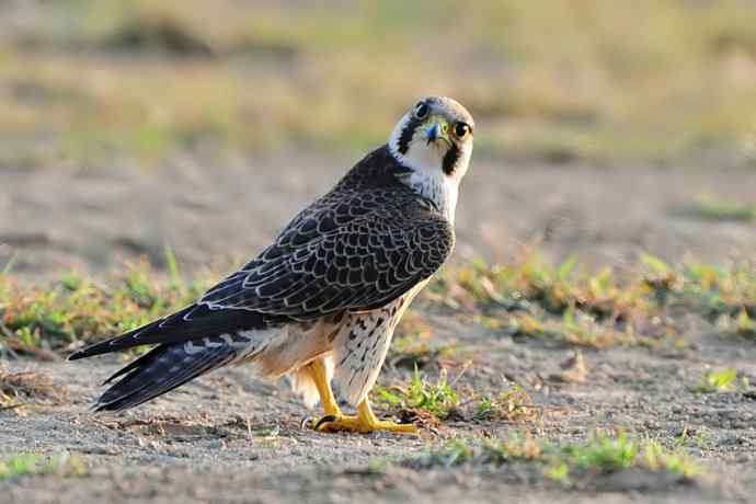 康西草原五隼登科