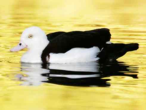 白头鸟系列:另类的美丽9 白头鸟系列:另类的美丽9