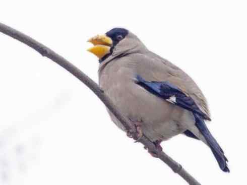 家禽驯化之源之二十二