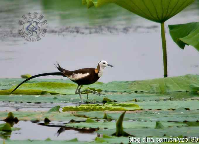 凌波仙子——我的梦中情人（组图，22张图片）