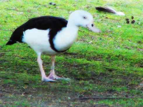 白头鸟系列:另类的美丽9 白头鸟系列:另类的美丽9