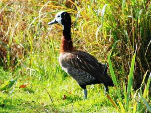 欣赏:美丽的树鸭 欣赏:美丽的树鸭