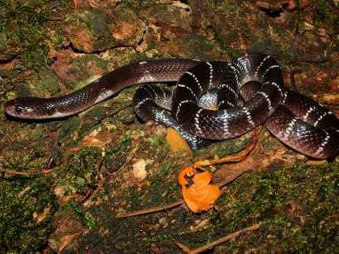 龙：传说的兽原型探秘（环蛇类）