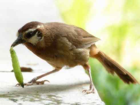 家禽驯化之源之十六