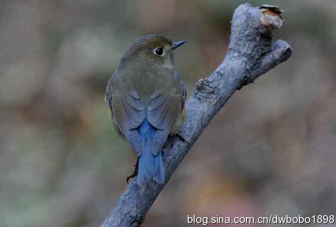 黄雀和植物园众小鸟 黄雀和植物园众小鸟