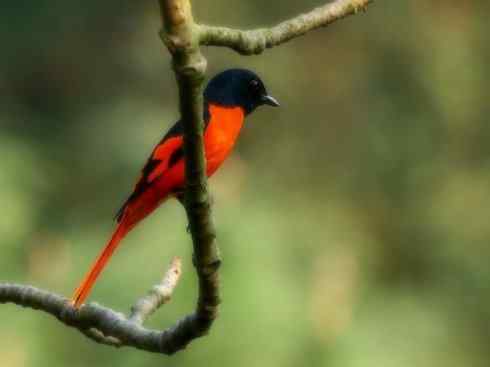 美丽无罪：雀鸟之山椒鸟