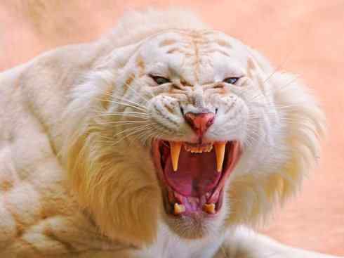 白虎：传说的兽原型探秘（孟加拉虎）