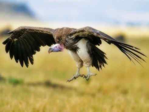 雀鸟也彪悍：四两拨千斤（王霸鹟）