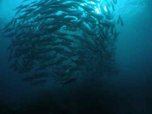 鱼类活化石：虱目鱼