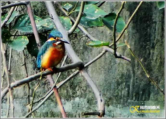 我与鈥溞〈溻澯懈鲈蓟帷菊掌