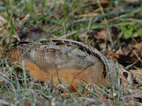 鸟类之最:小丘鹬 鸟类之最:小丘鹬