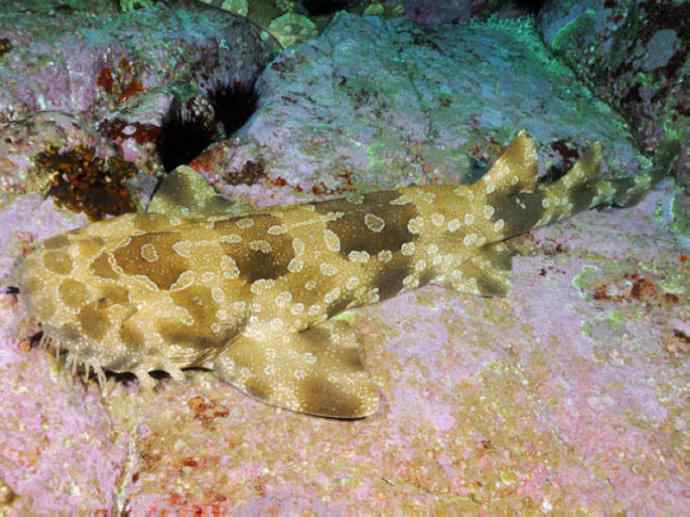 鱼类活化石：魔鬼鲨