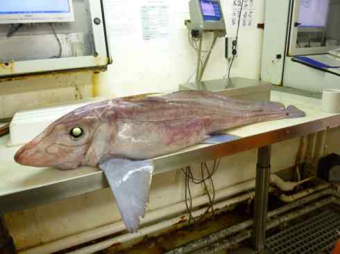 鱼类活化石：银鲛