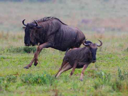 麒麟：传说的兽原型探秘（狷羚）