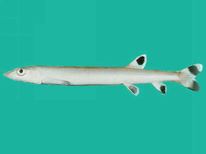 鱼类活化石：虱目鱼